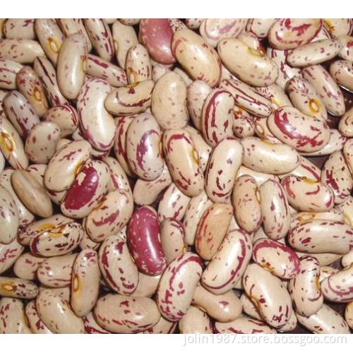 light speckled kidney bean long shape